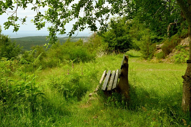 伦多猛龙 伦多猛龙