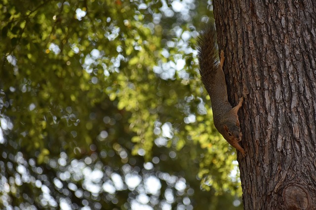 火箭本场比 火箭本场比